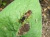 Nomada sp.